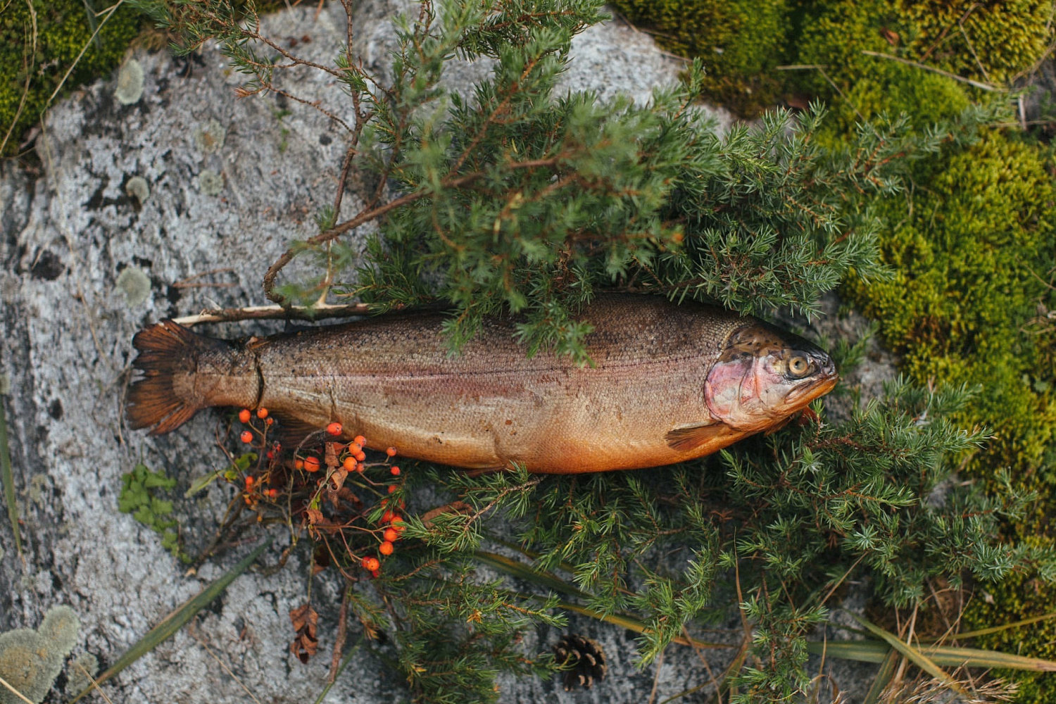 Бэкстейдж из цеха. Как мы готовим форель холодного копчения