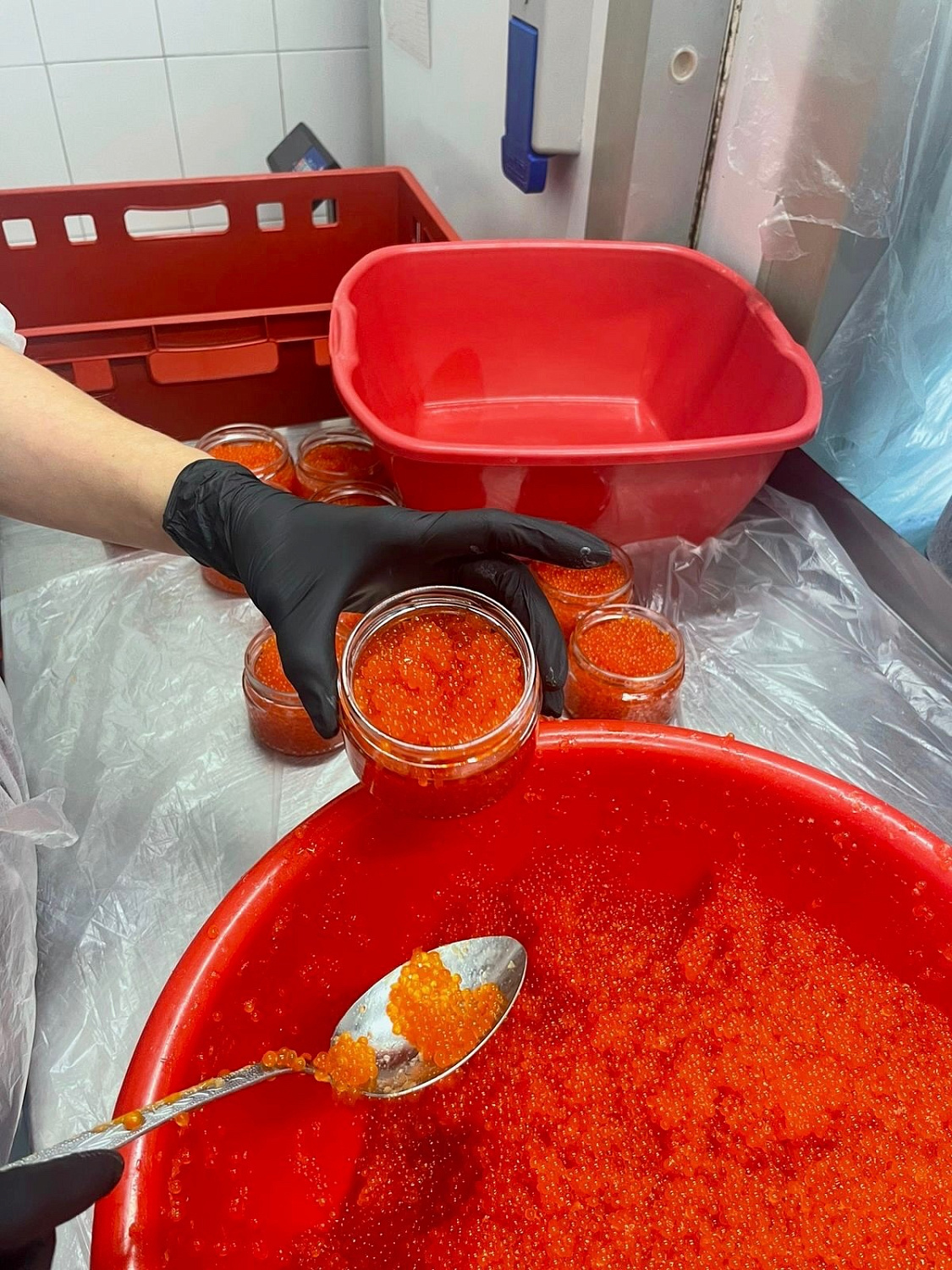 Открываем сезон форелевой икры 2023