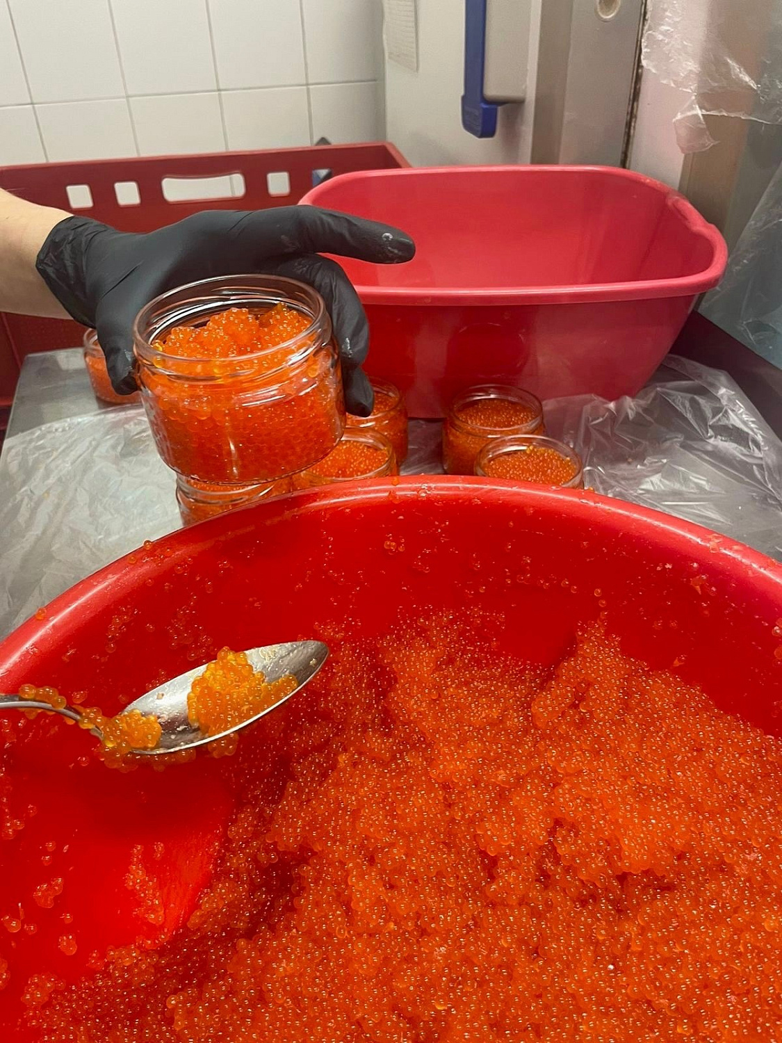 Открываем сезон форелевой икры 2023